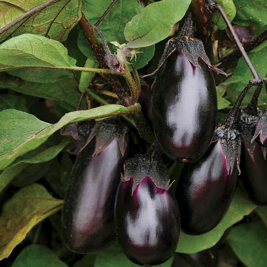plant eggplant from seed Patio Baby Hybrid Eggplant Seeds – Park Seed