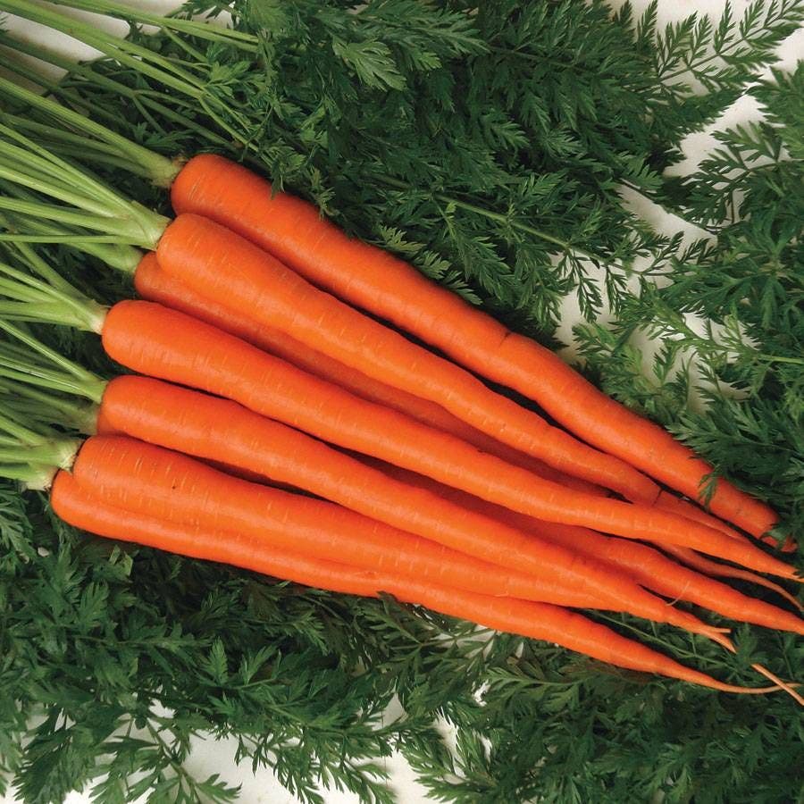 Candysnax Hybrid Carrot Seeds