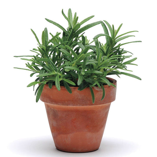 SimplyHerbs™ Rosemary Seeds