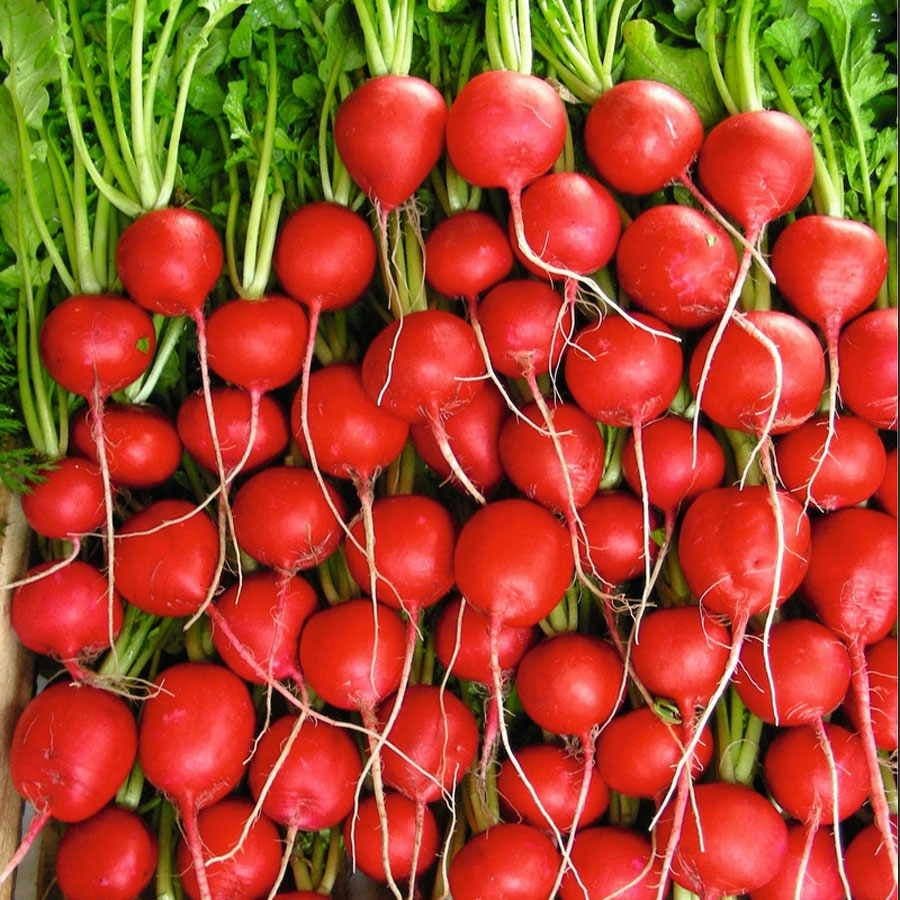 radish seeds for planting Rivoli Hybrid Radish Seeds