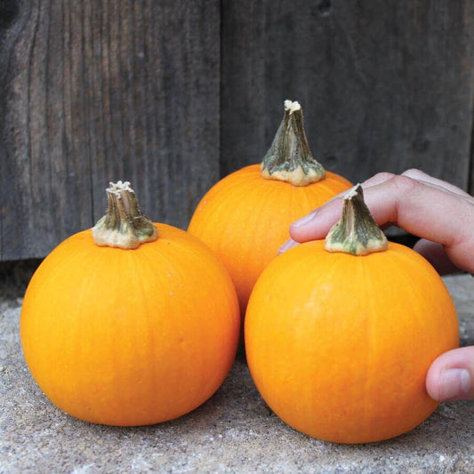 Kandy Korn Plus Hybrid Pumpkin Seeds
