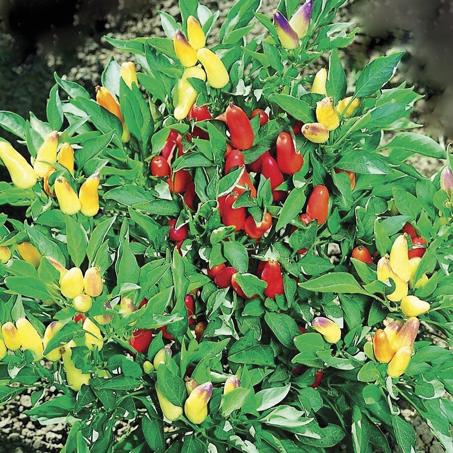Pretty N Sweet Hybrid Ornamental Pepper Seeds