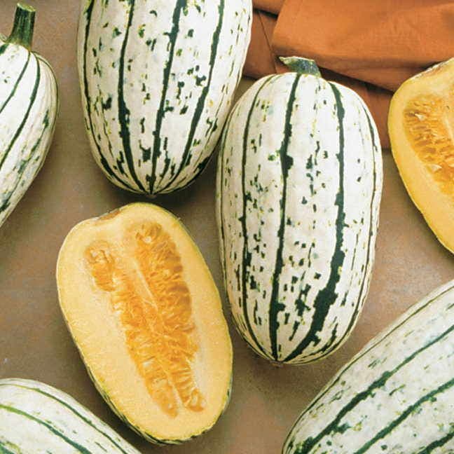 delicata squash seeds for planting Delicata Organic Winter Squash Seeds