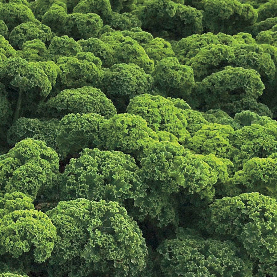 Prizm Hybrid Kale Seeds