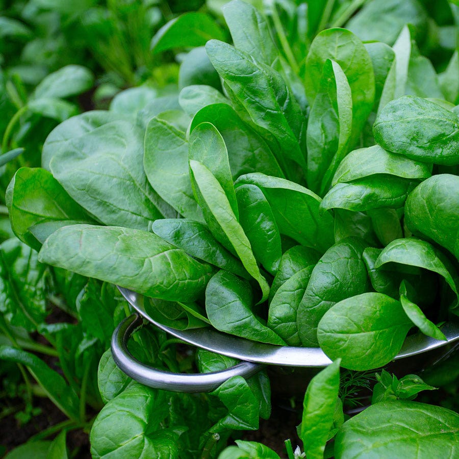 spinach plant from seed Baby Leaf Riverside Spinach Seeds