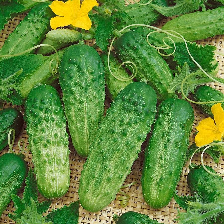 cucumber seeds for planting Pick a Bushel Hybrid Cucumber Seeds