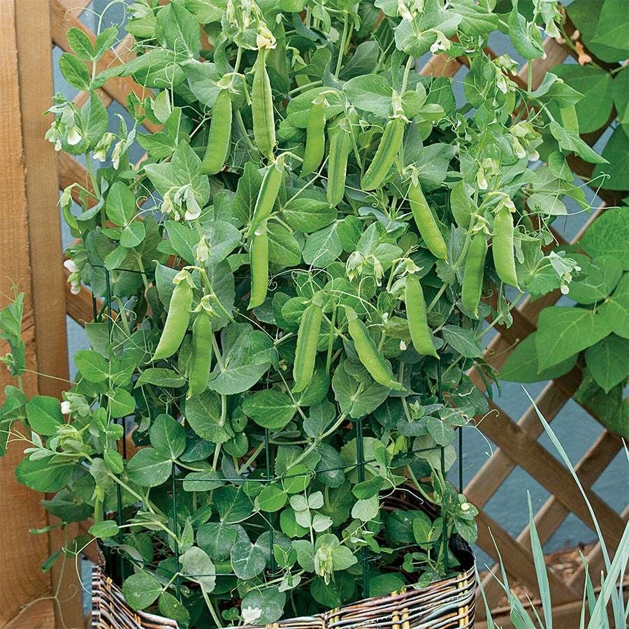pea seeds for planting Patio Pride Organic Pea Seeds – Park Seed