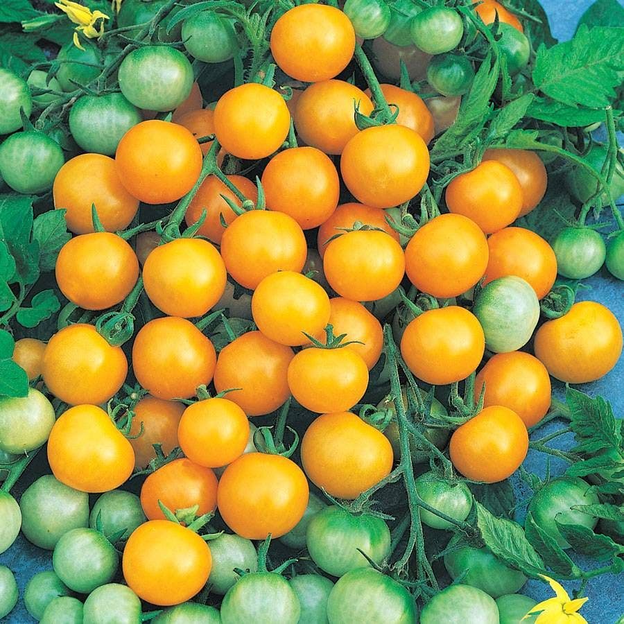 park seed tomato plants Honeybee Hybrid Cherry Tomato Seeds
