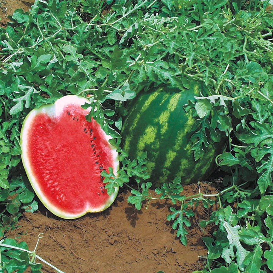 which watermelon seeds to plant Topgun Hybrid Watermelon Seeds – Park Seed