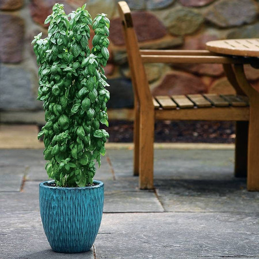 Everleaf Emerald Towers Basil Seeds