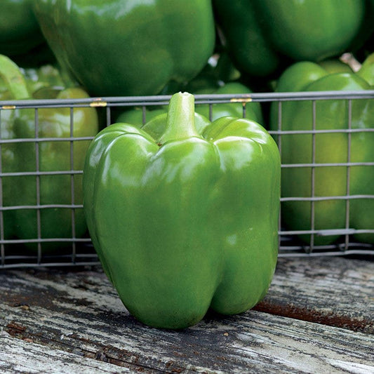 Park's Whopper II Hybrid Bell Pepper Seeds