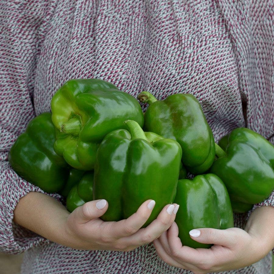 Park's Whopper II Hybrid Bell Pepper Seeds