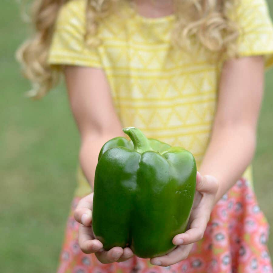 Park's Whopper II Hybrid Bell Pepper Seeds