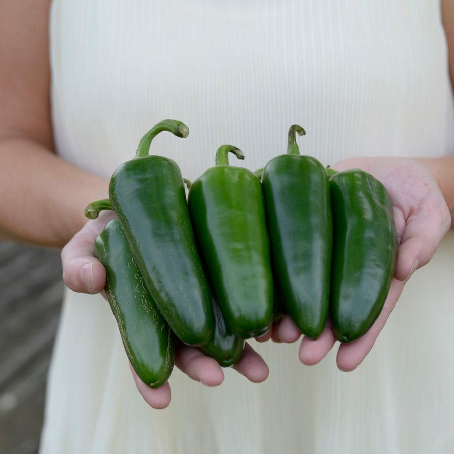 Park's Whopper Jalapeño Pepper Seeds