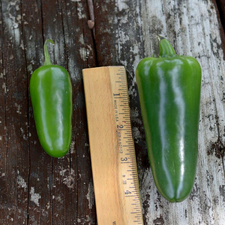 Park's Whopper Jalapeño Pepper Seeds