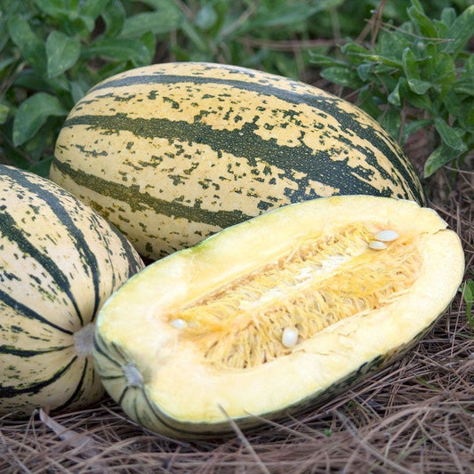 Sugaretti F1 Hybrid Spaghetti Squash Seeds