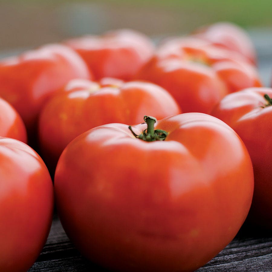 park seed tomato plants Park Seed Legacy Tomato Seeds