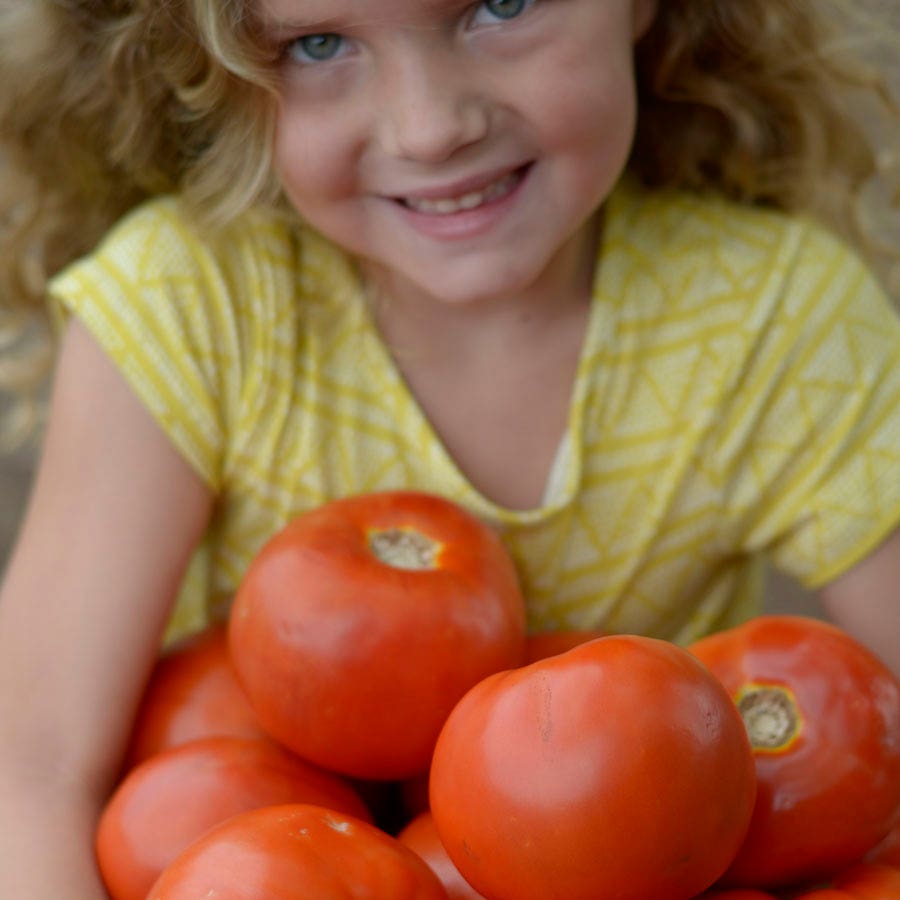 Park Seed Legacy Tomato Seeds