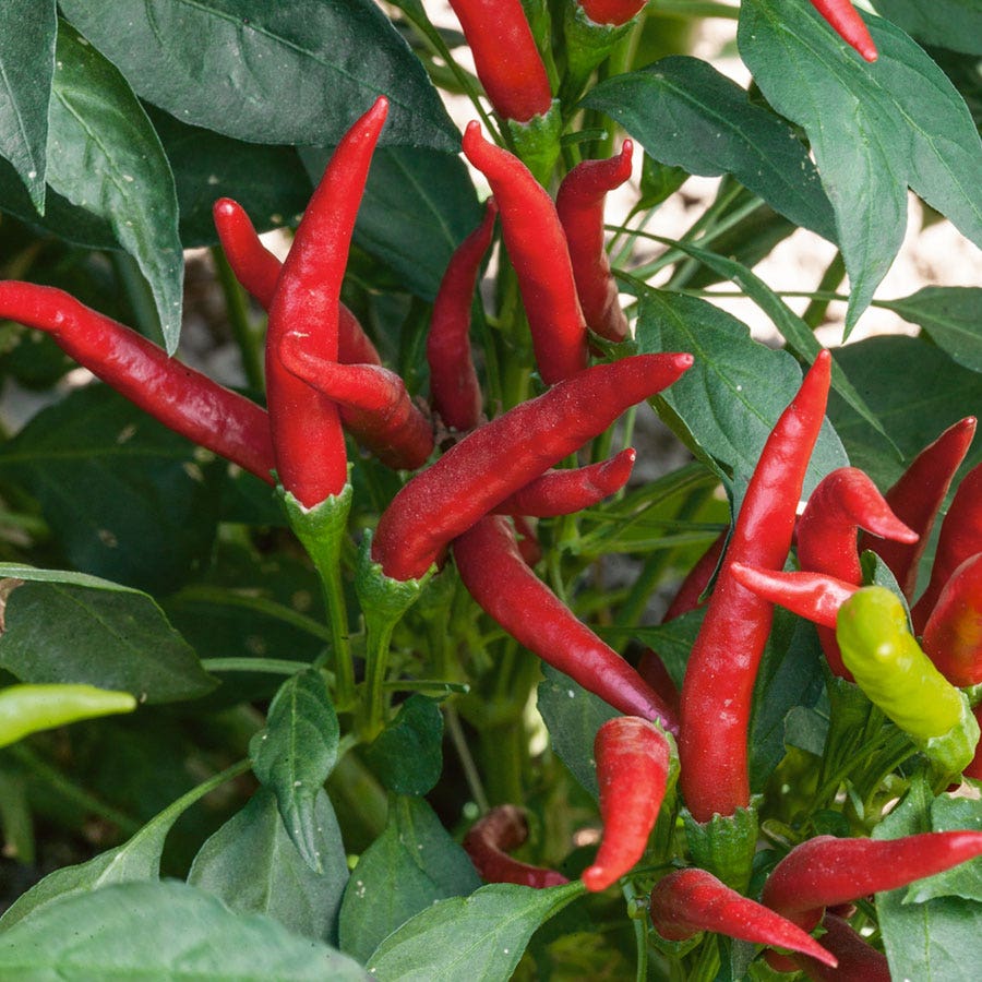 chili seeds for planting Thai Super Chili Hybrid Pepper Seeds – Park Seed