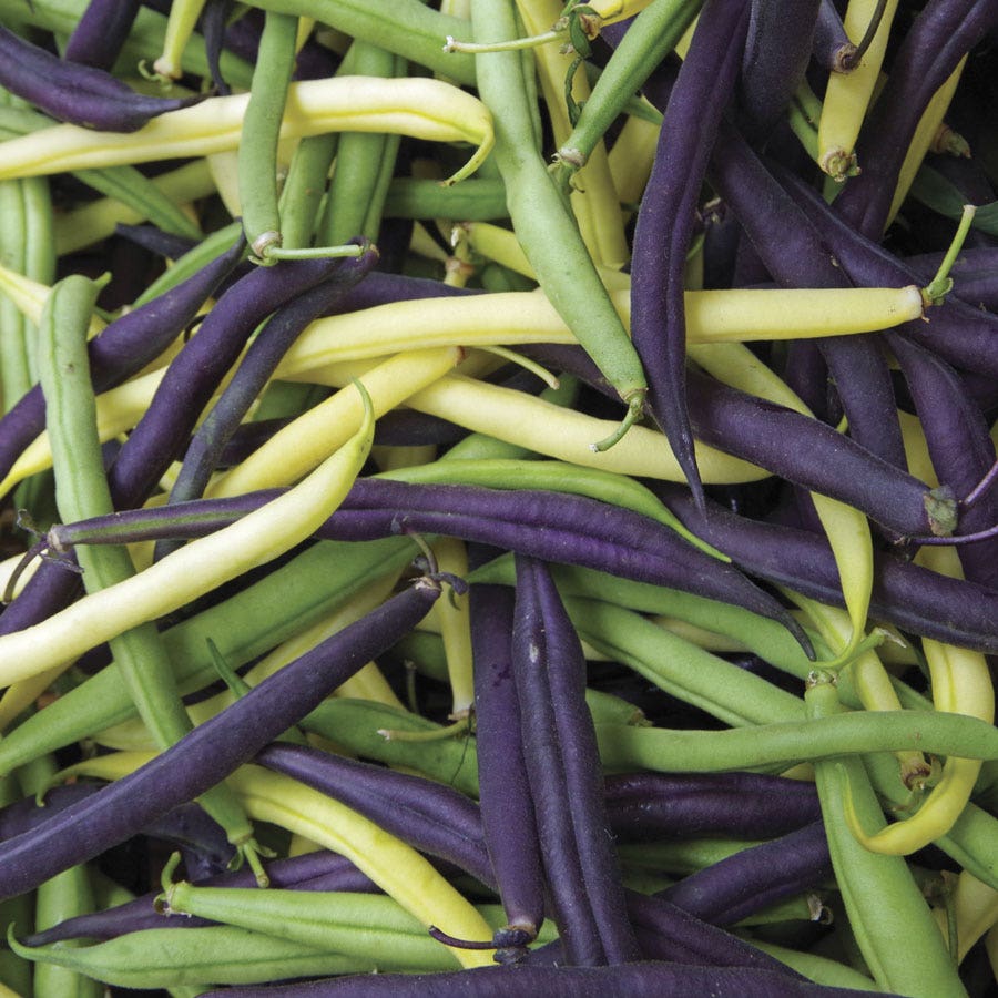 Mardi Gras Blend Garden Bean Seeds