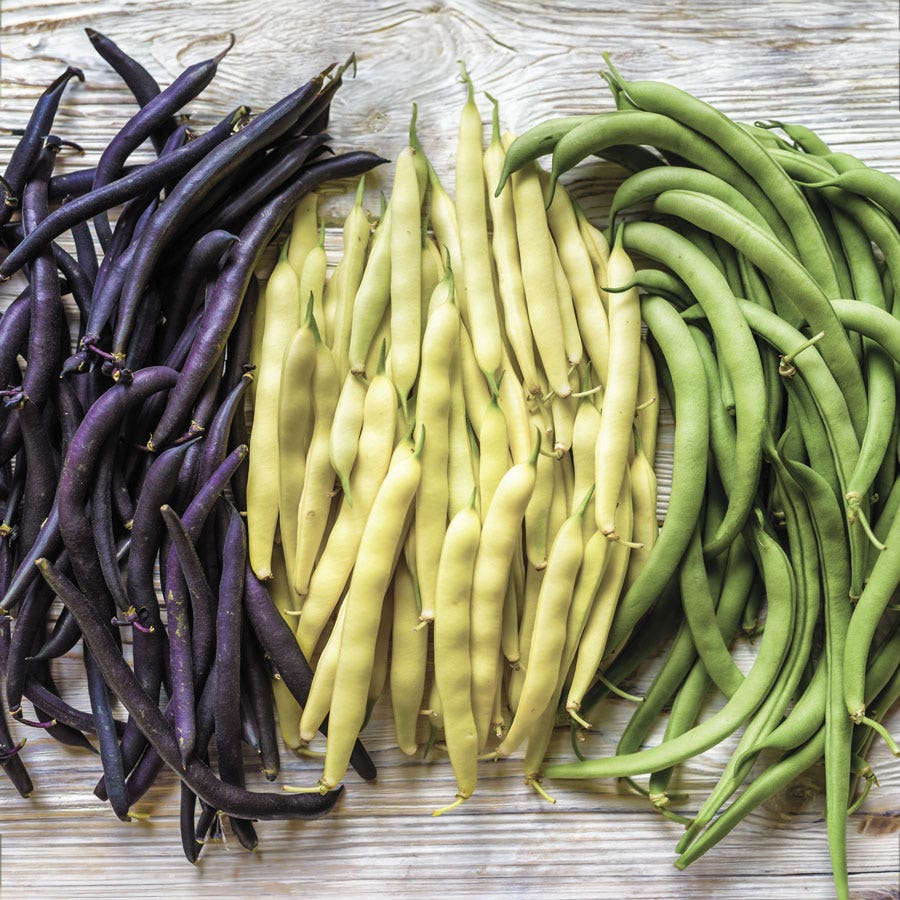 Mardi Gras Blend Garden Bean Seeds