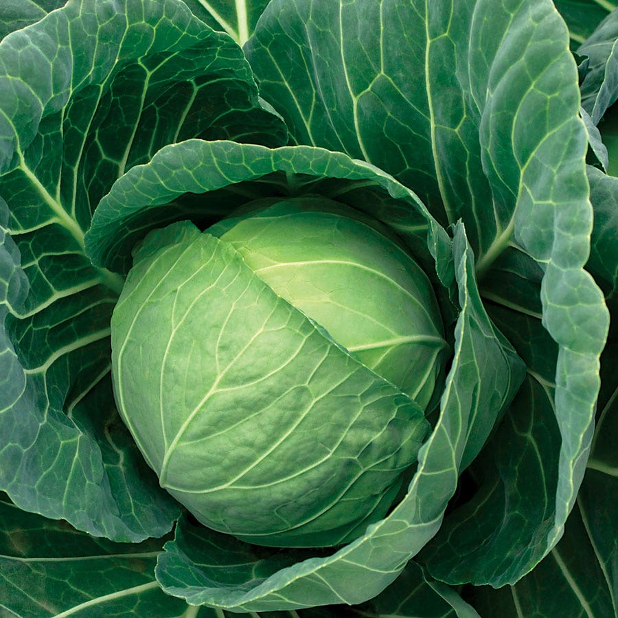 Crystal Vantage Hybrid Cabbage Seeds