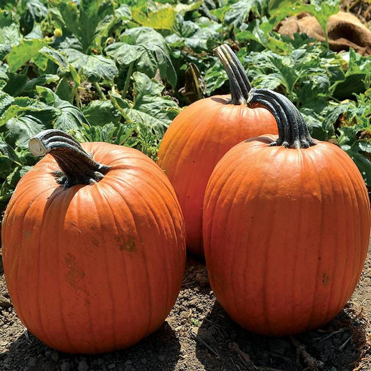 Large Marge Hybrid Pumpkin Seeds