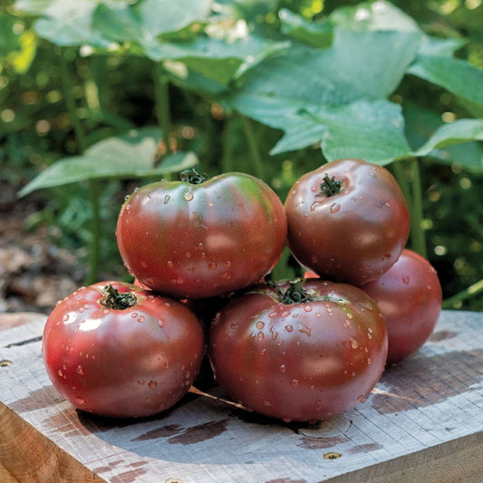 Purple Boy Purple Tomato Seeds - Hybrid