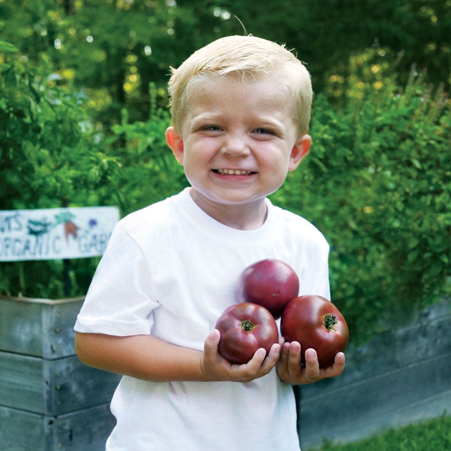 Purple Boy Purple Tomato Seeds - Hybrid