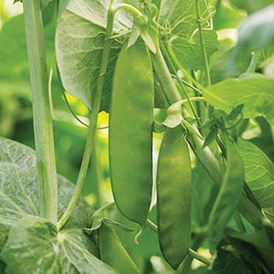 Mammoth Melting Organic Snow Pea Seeds