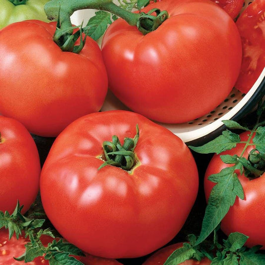 Chef's Choice Red Hybrid Tomato Seeds
