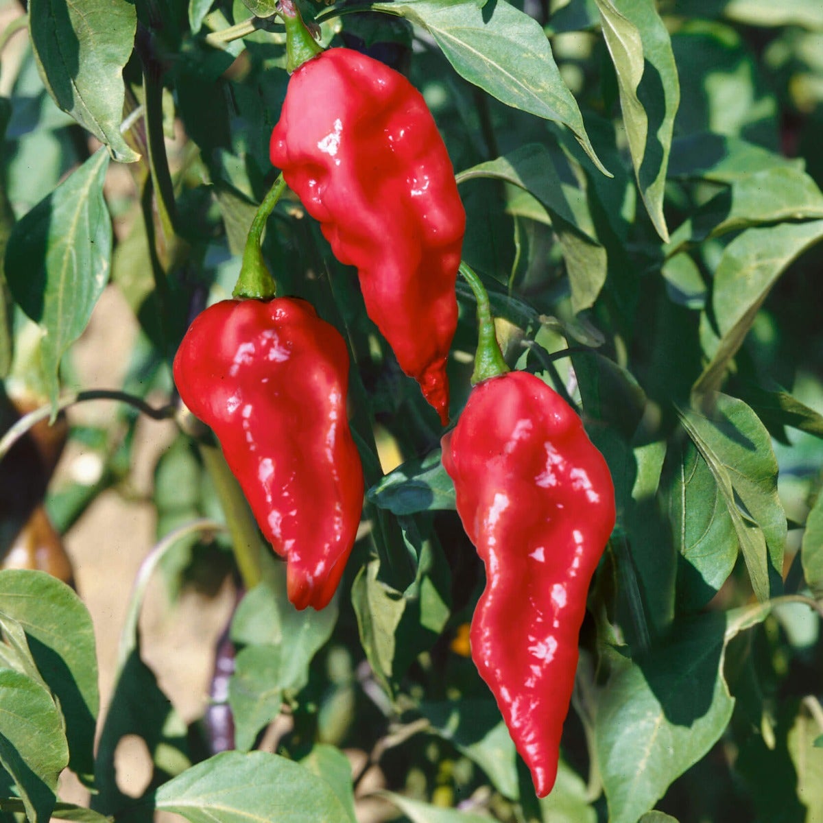 ghost pepper plant seeds Ghost Pepper Seeds