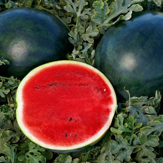 Sweetie Pie Hybrid Watermelon Seeds