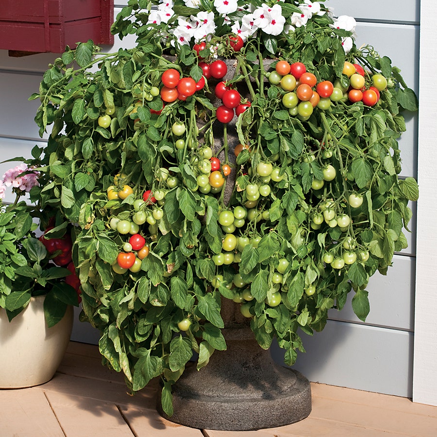 planting cherry tomatoes from seed Cherry Fountain Tomato Seeds – Park Seed