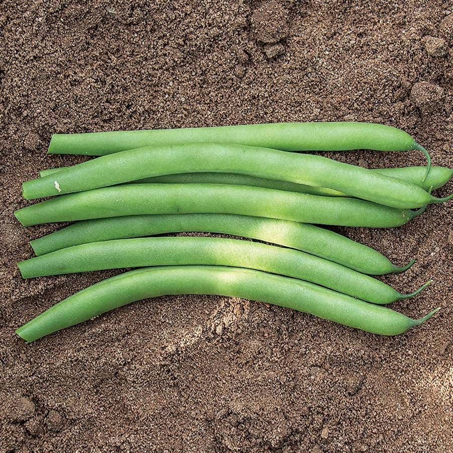 Antigua Organic Garden Bean Seeds