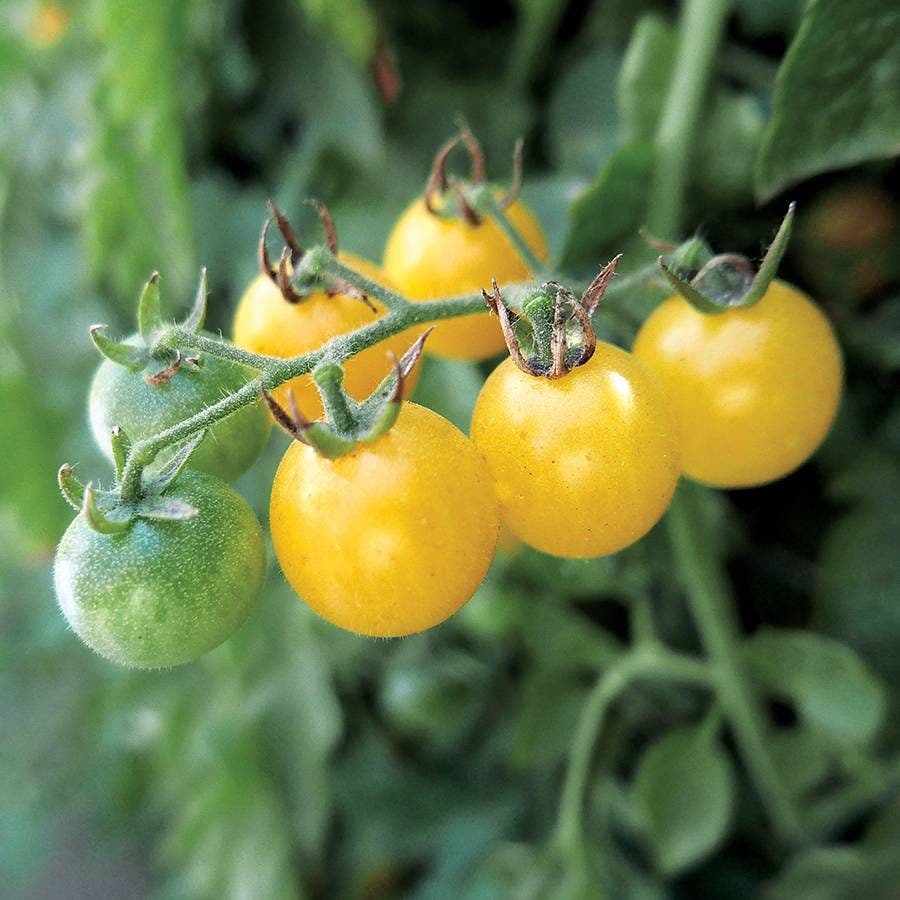 park seed tomato plants Fire Fly Tomato Seeds