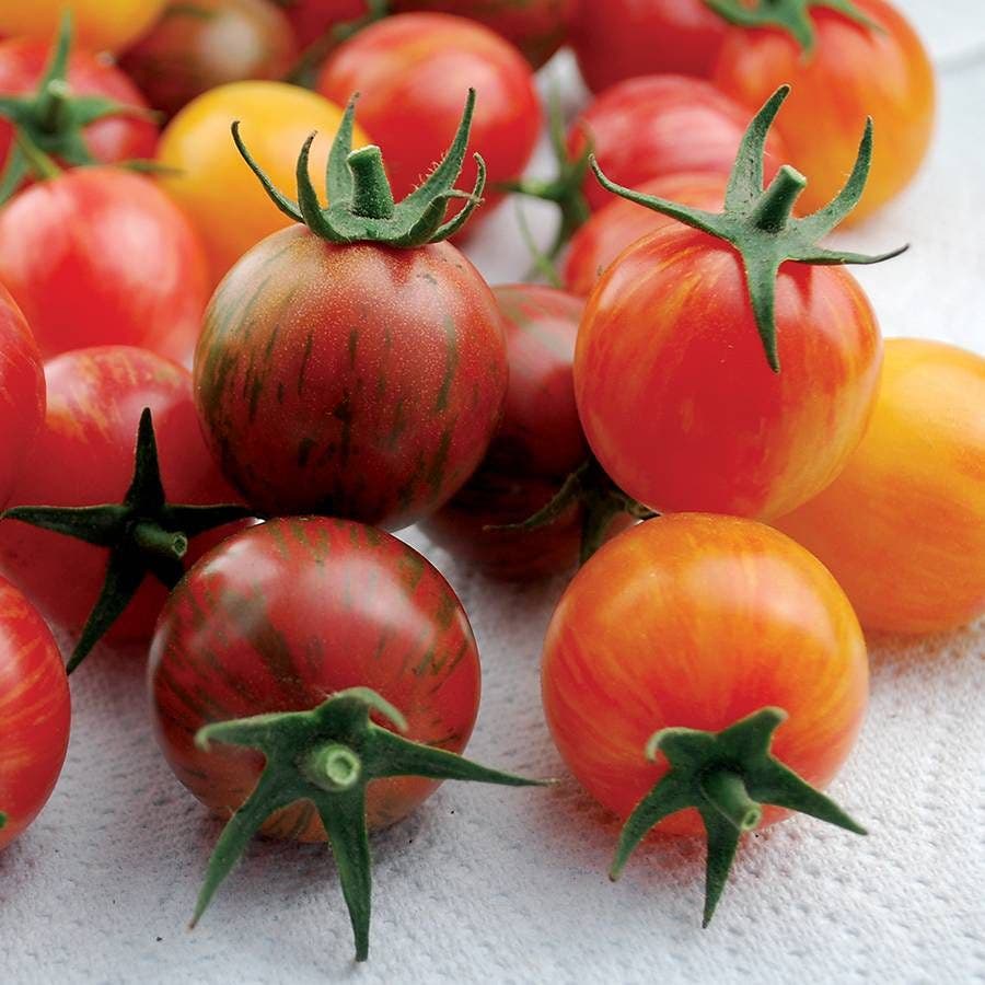Artisan Bumble Bee Mix Organic Cherry Tomato Seeds