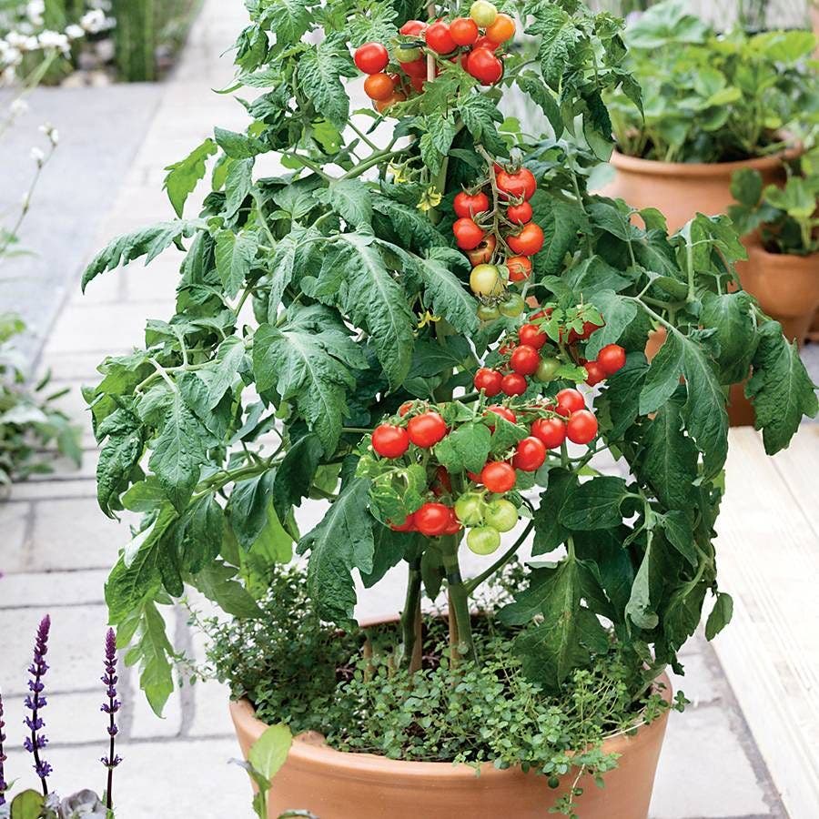 park seed tomato plants Patio Choice Red Cherry Tomato Seeds