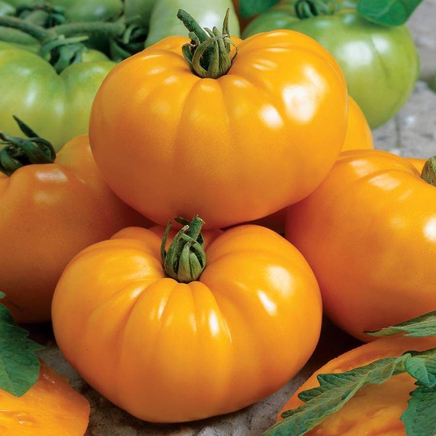 park seed tomato plants Chef's Choice Yellow Tomato Seeds