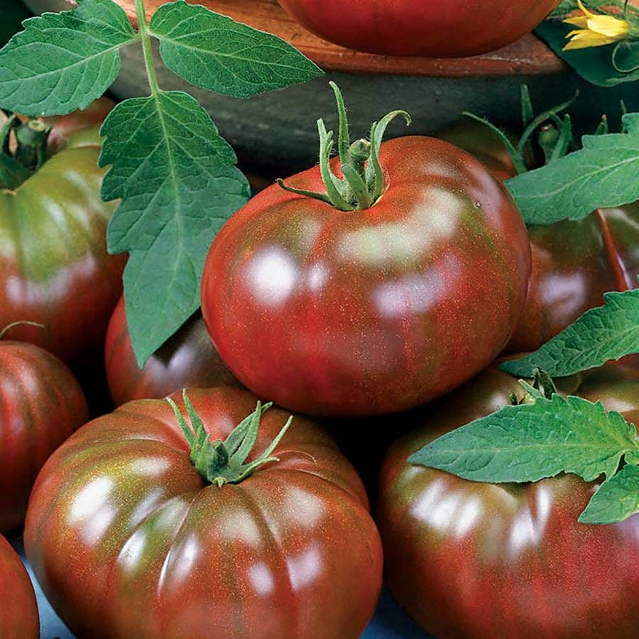 park seed tomato plants Chef's Choice Black Tomato Seeds