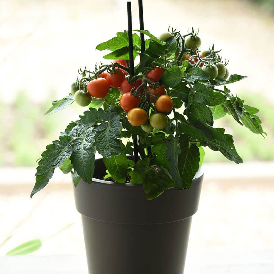 cherry tomato plants from seeds Kitchen Minis™ Red Velvet Cherry Tomato Seeds