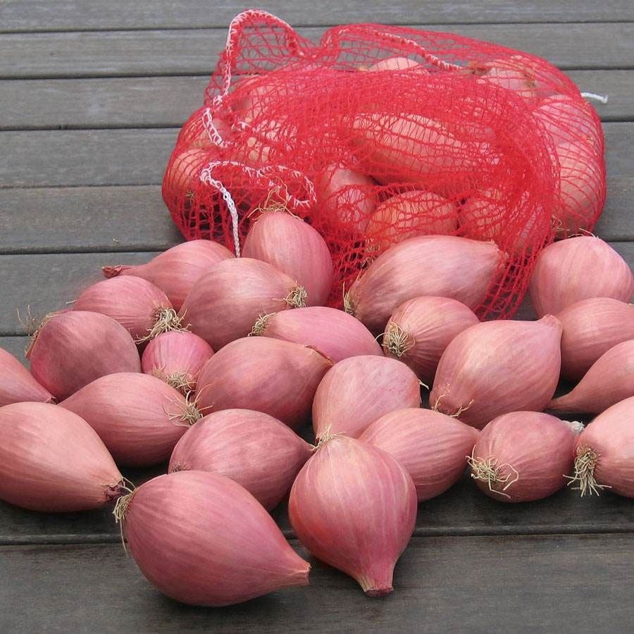 plant shallot seeds Conservor Organic F1 Shallot Seeds