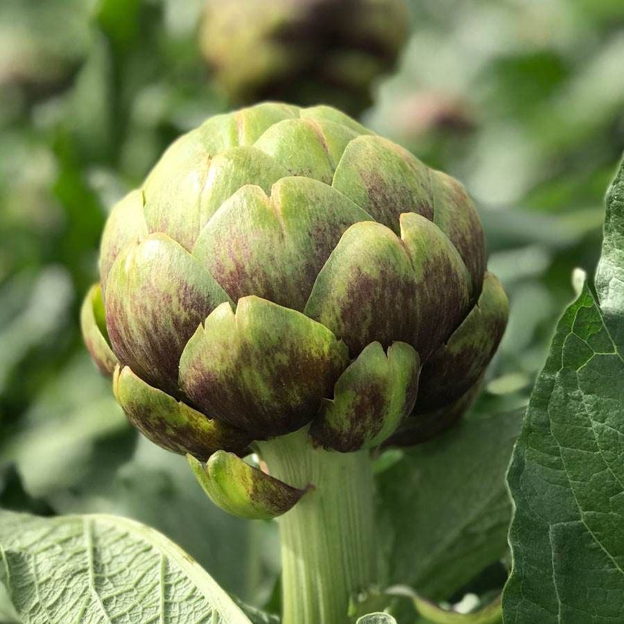 plant artichoke seeds PT-16 Organic Artichoke Seeds – Park Seed