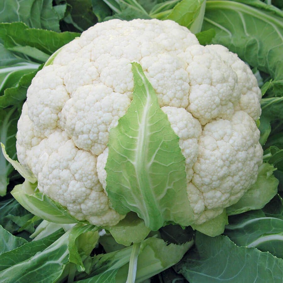 Skywalker Organic Cauliflower Seeds