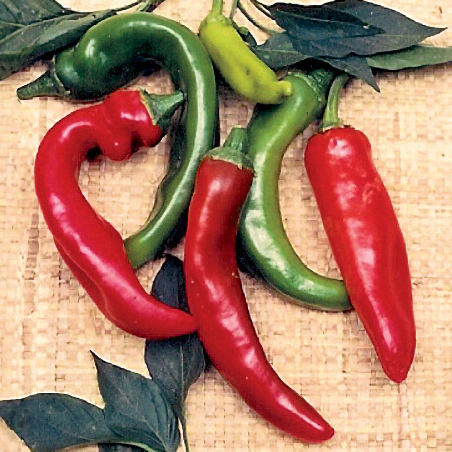 Anaheim Organic Pepper Seeds