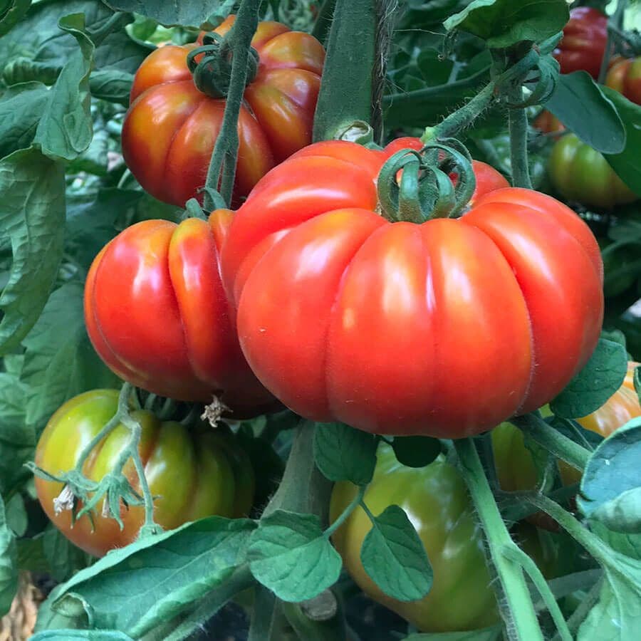 Marmande Marsalato Organic F1 Hybrid Tomato Seeds