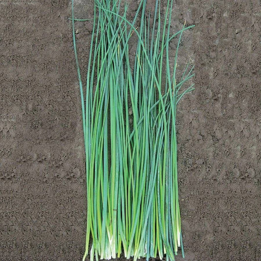 Nelly Organic Chive Seeds