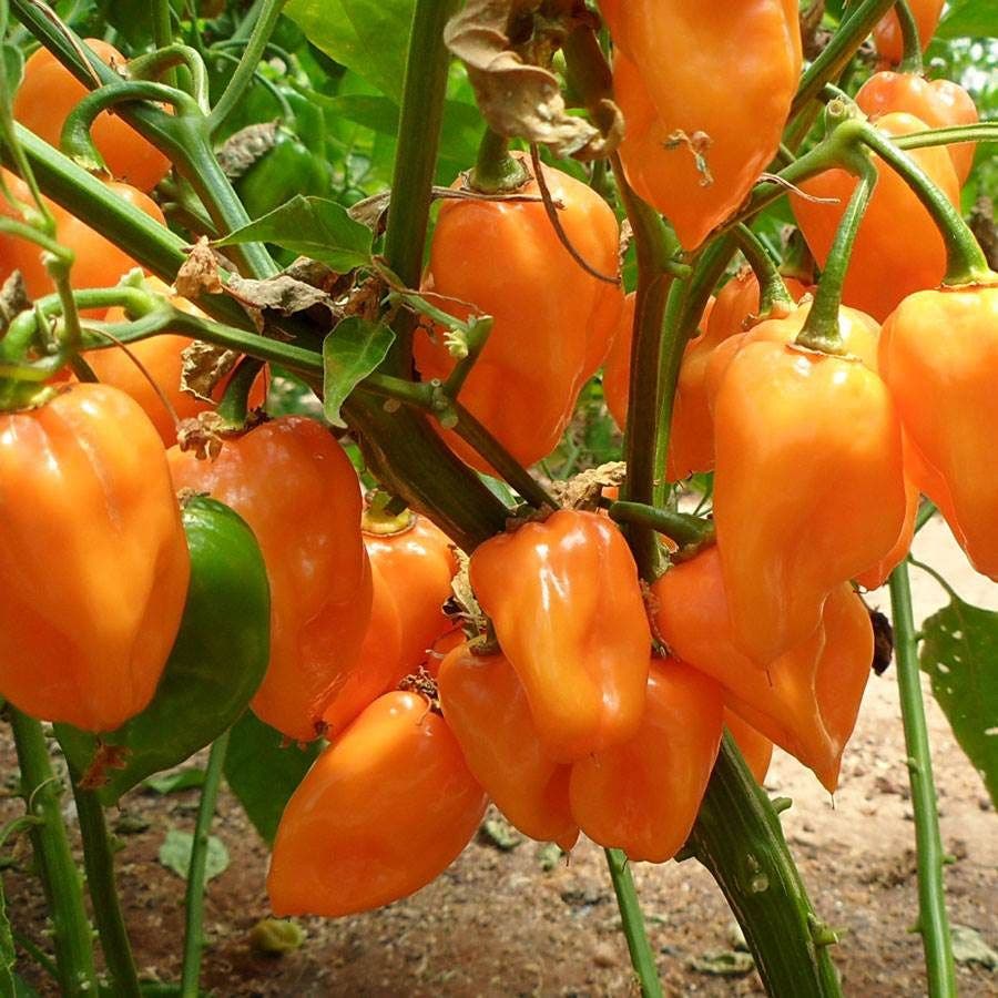 plant habanero seeds Magnum Organic Habanero Pepper Seeds