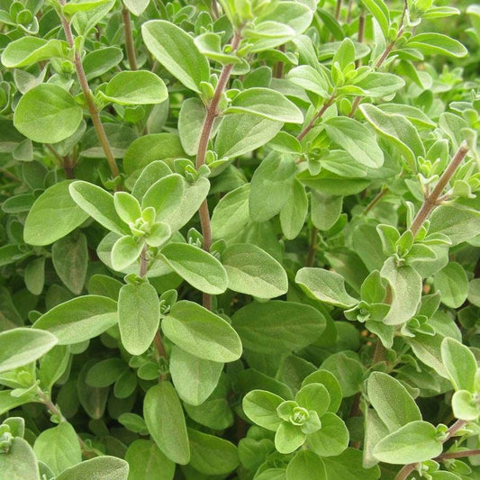 Sweet Marjoram Organic Seeds