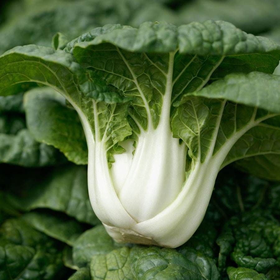 asian vegetable garden seeds Asian Delight Hybrid Pak Choi Seeds – Park Seed
